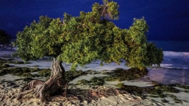 Weathering the Storm: Aruba’s Response to Climate Change Realities